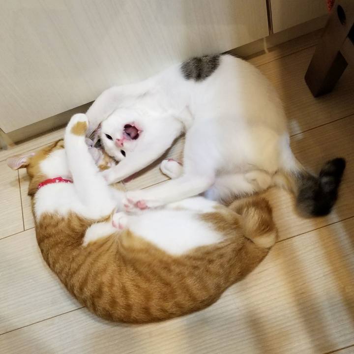 78f0b2e6 4465 45cc b789 a84eb4411cbc 1510670442931