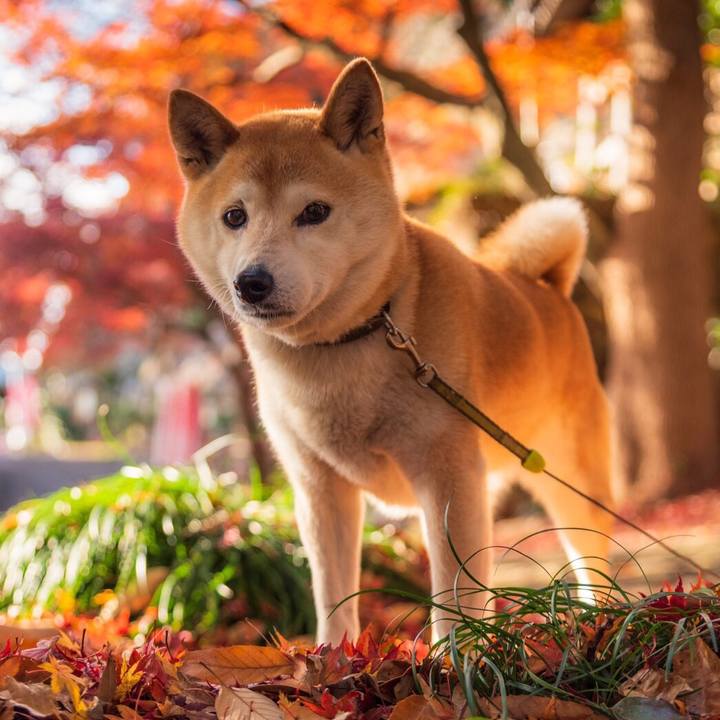 78fec4ab 47d3 43ed 92a4 5fca03770fc5 1576916199654