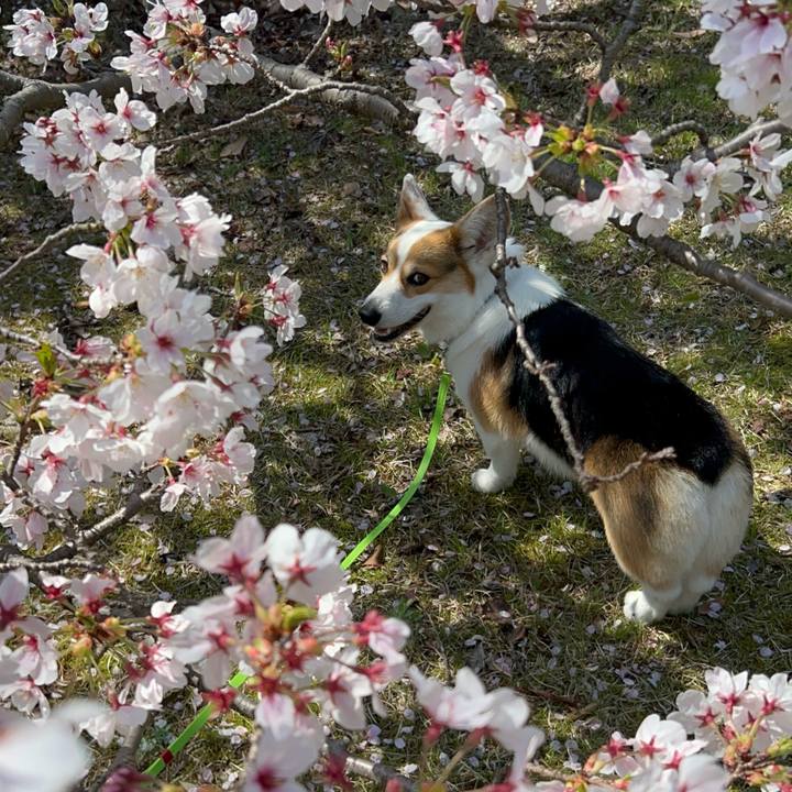 79013297 d461 4112 b7d2 de422e0df8a8 1775193095590