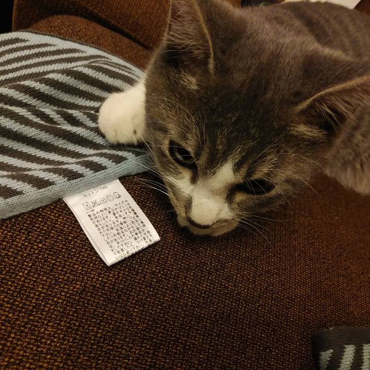 790222f4 c52f 4a82 8e6d 563b71be2303 1569316625597