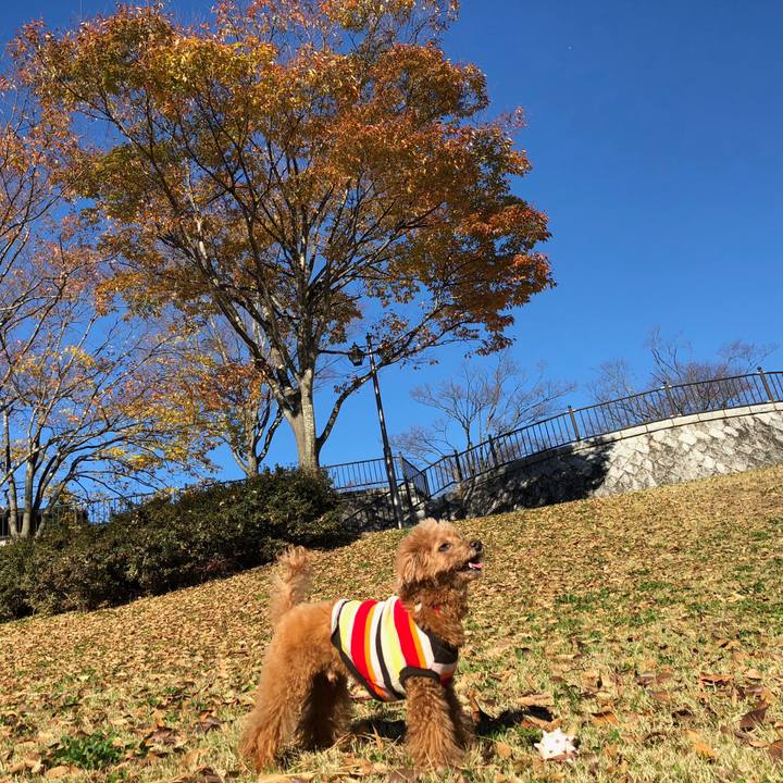 7904afb4 5a39 4cc7 bf57 f682c0c07abb 1542156891127