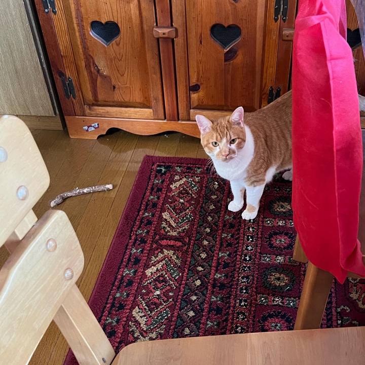 7907c34a 18fa 41f2 a978 3e86a3ee3efc 1698403574121