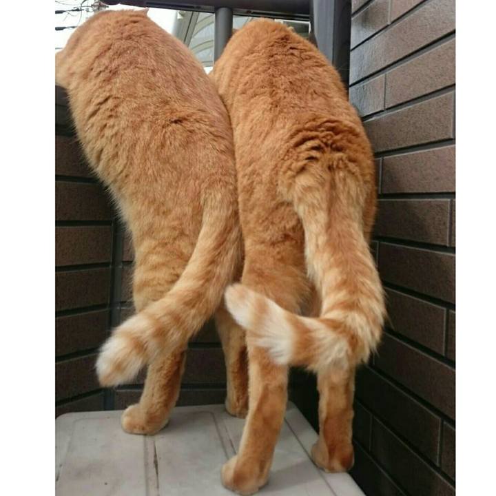 790a4fbc 2c95 4ead b204 b915865e9fa9 1539496892736