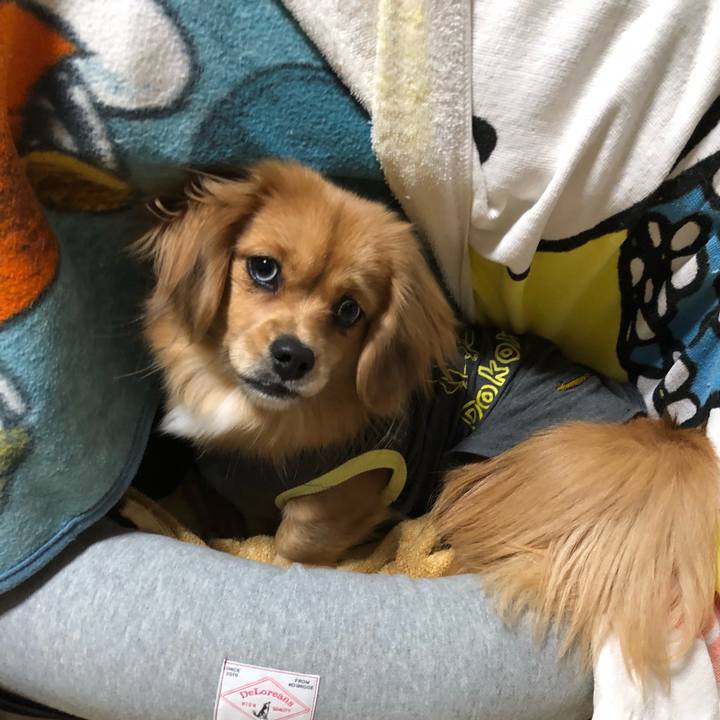 790df262 0525 485d 930b 11d6b7151e7b 1514855749785