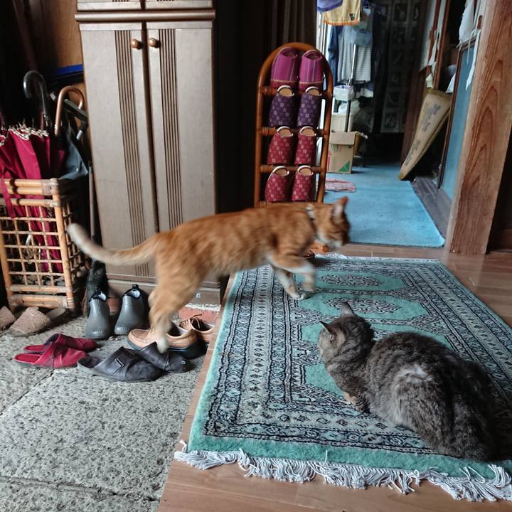 790e827f 4891 4ecb a398 68f5350b28fc 1597356999918