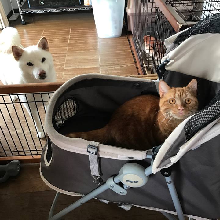 790ed3a1 1ced 4e68 a965 7dd2851f5fe9 1526457143106