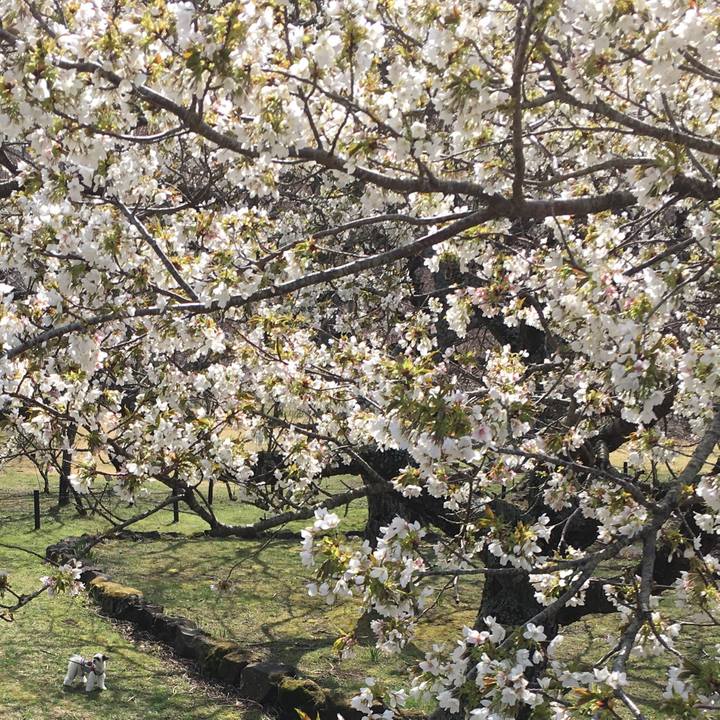 7911f563 2d25 4fe3 8180 ef864c5a3424 1521377856309