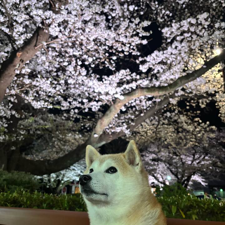 791aeccc bd30 4368 b73e 8019bdfd302e 1743800156460