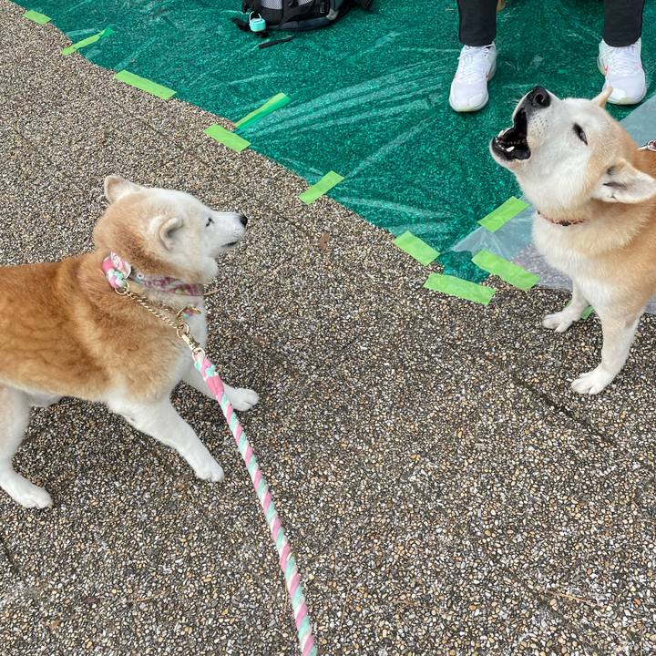 7927b472 ccee 4df3 82e0 0c89f743bad2 1669460235280