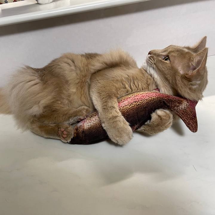 79295530 087d 4ea0 8069 8c1d831d58d6 1610355159766