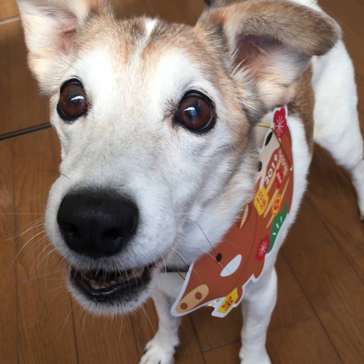 79296b6d 0747 4107 ba4b a52c0d1d13f8 1546397704701