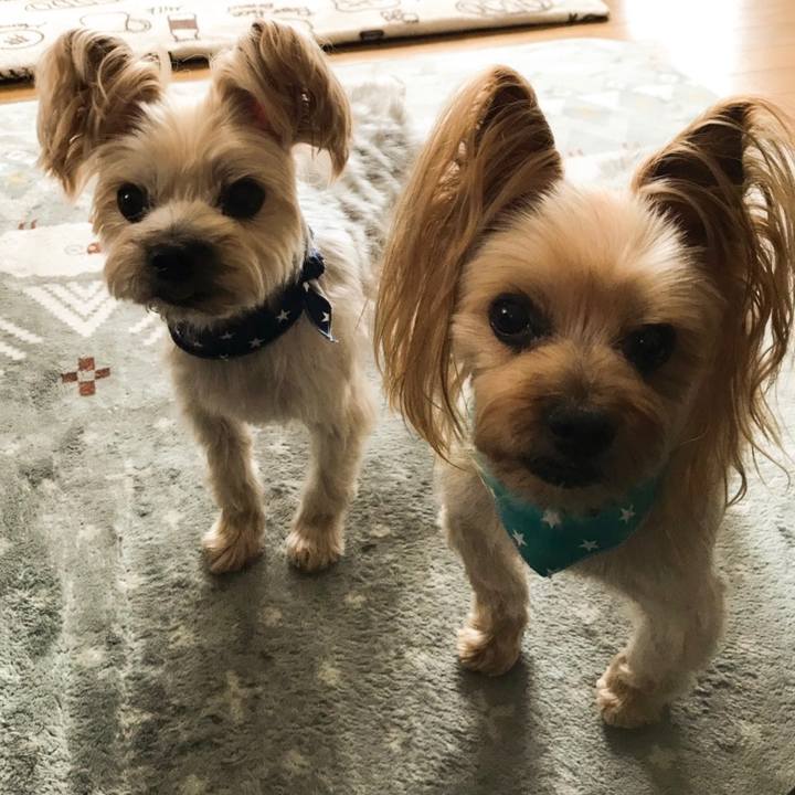 792b23df 60fc 4cb2 b75a 0f3f712a69d4 1552447875814