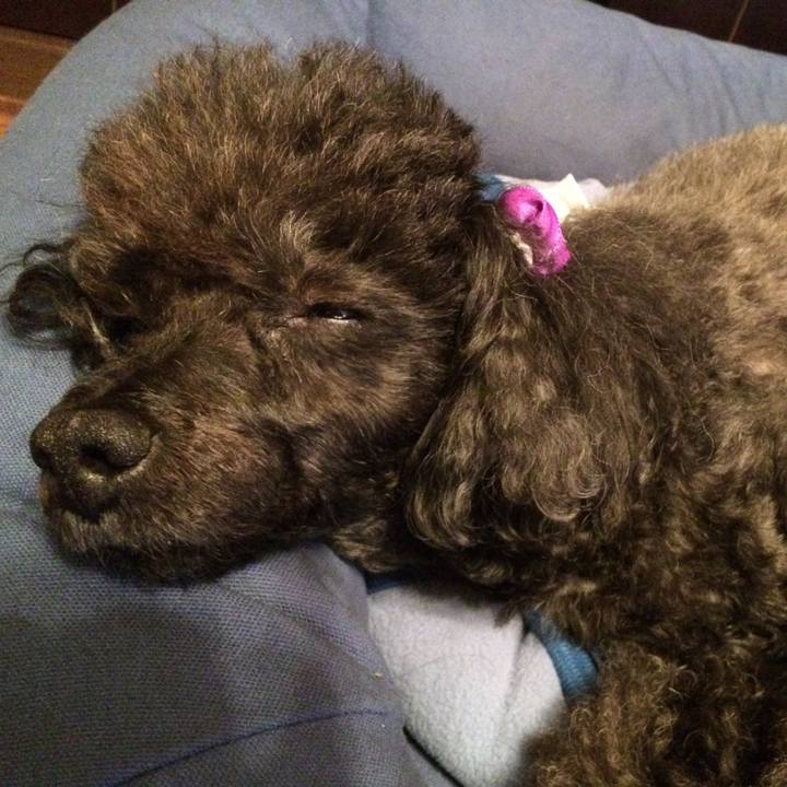 792ba557 010c 4c2a b705 151b4bc35ccf 1541677718489