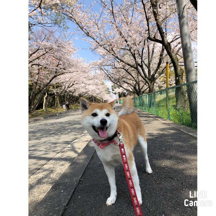 792e7c2e 9f25 40cf b21e 83807c9bd82b 1554515817893