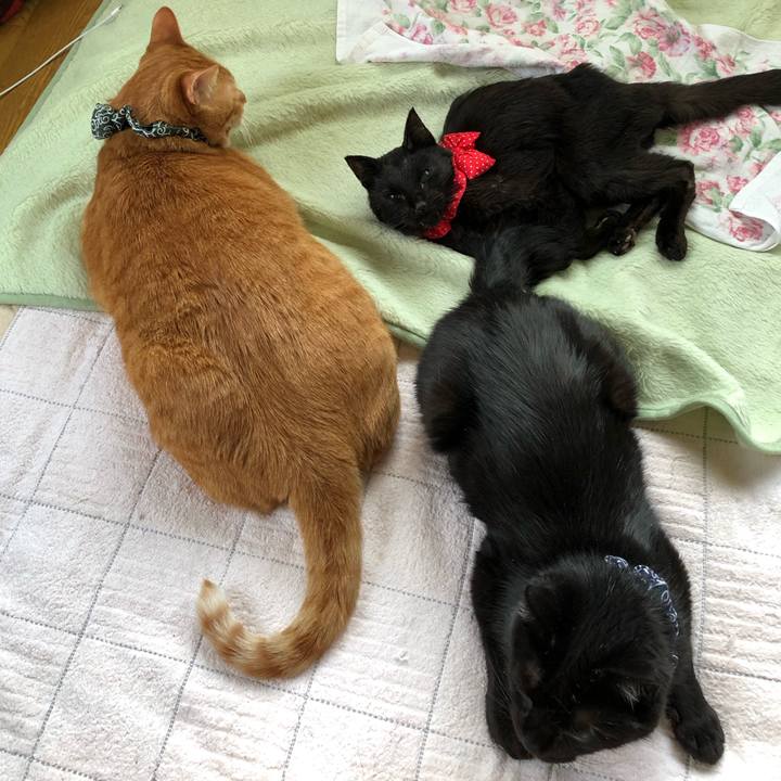 79360ea0 ae3c 4597 8fb0 9359cf845c85 1558471262803