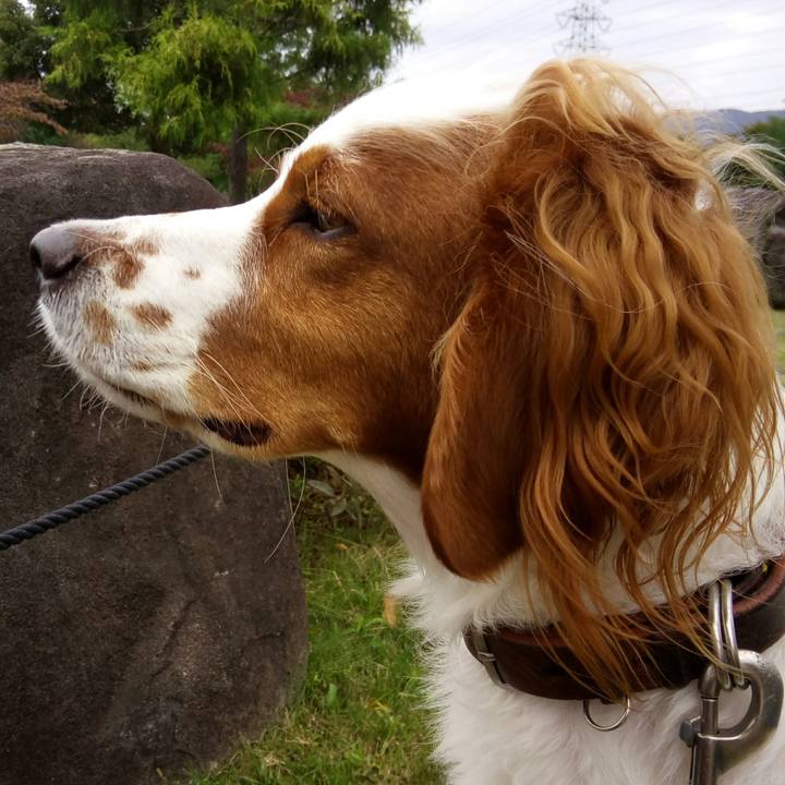 7939e267 001a 4f61 a630 1ea2798e45a8 1508831167833