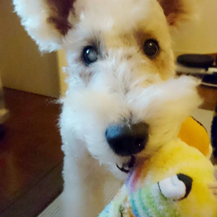 793aeb03 c695 4ee5 8901 b27a97725633 1510743283077