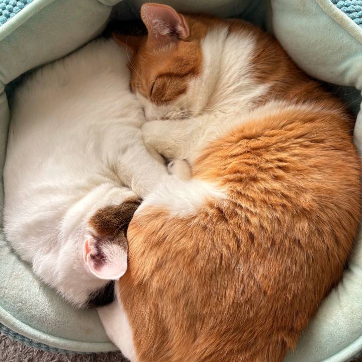 7942b6d4 d84f 4980 af55 5f6e70a0e187 1762139308425