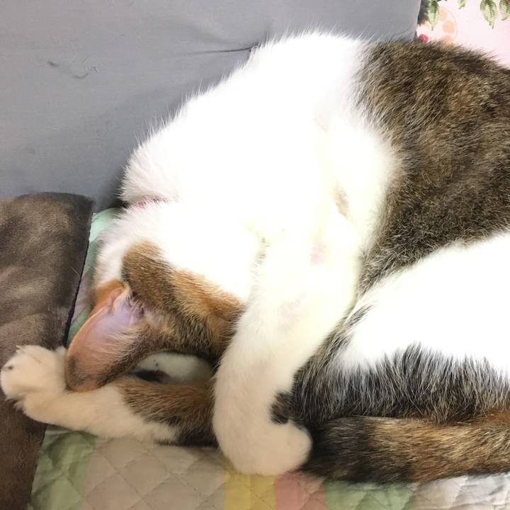 794300ef 524a 4a2f 9c4d e26d8a8636a2 1509768526815