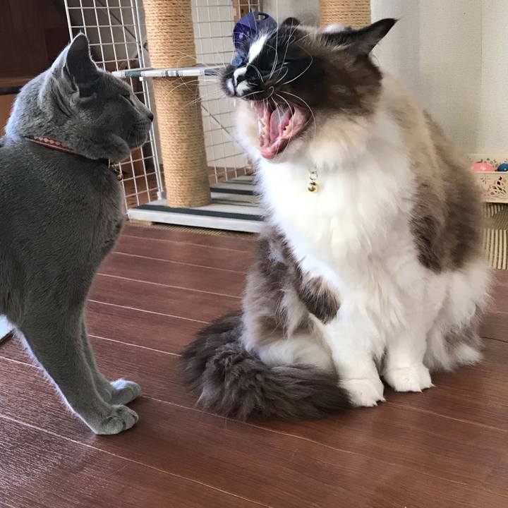 794699e3 c547 435a b71a 038481a0e5f8 1518965494173