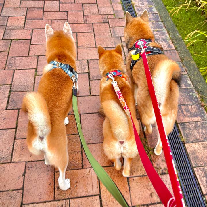 794b0363 02ef 4941 add2 ae7016af66bd 1761965988639