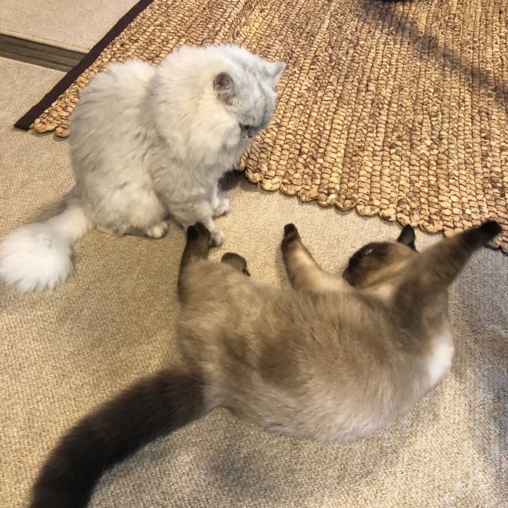 794c7ac3 b817 459b 90f7 ef03f94cc419 1596934178837