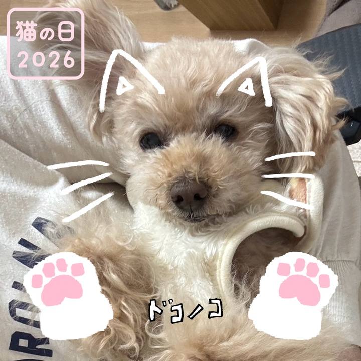 794d60de 9438 4558 8406 c8daabb65bab 1771694417130