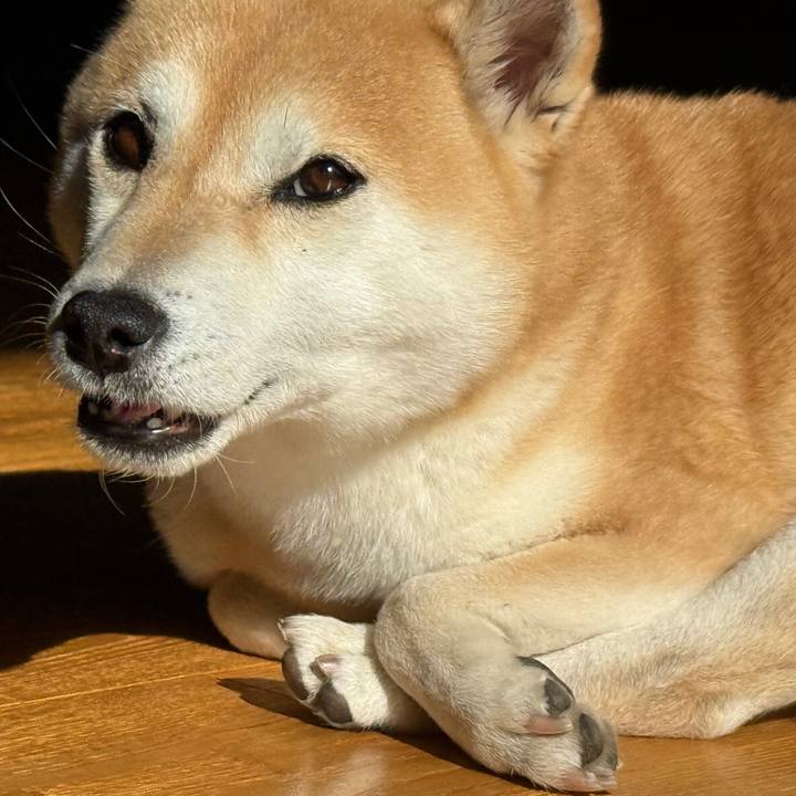 794dad4b d079 4275 91e4 7a11ea5777e1 1770510013880