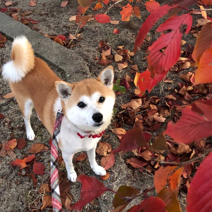 7959fb46 c095 4b24 971b 3d94ab24560e 1543052621995