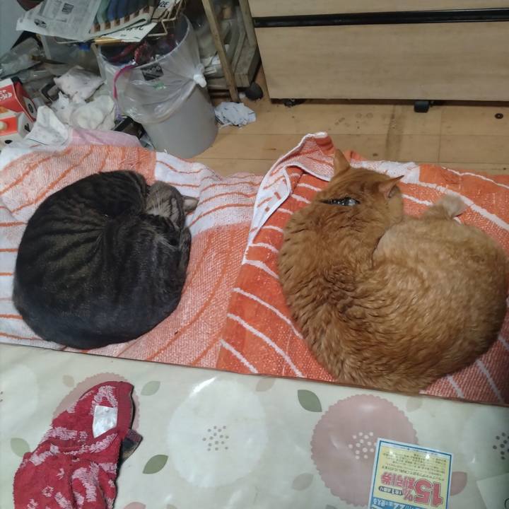 795a0de2 ceb2 486f bfb3 b9439cef6a82 1732097937782