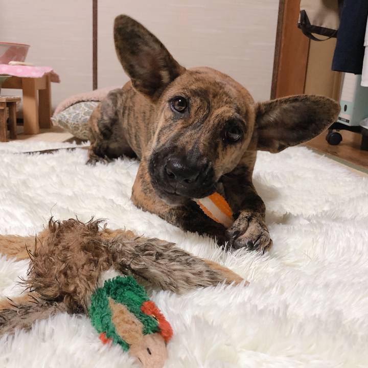 795a9b3e 2b43 4325 ba08 b1b93dd3e464 1574255977236