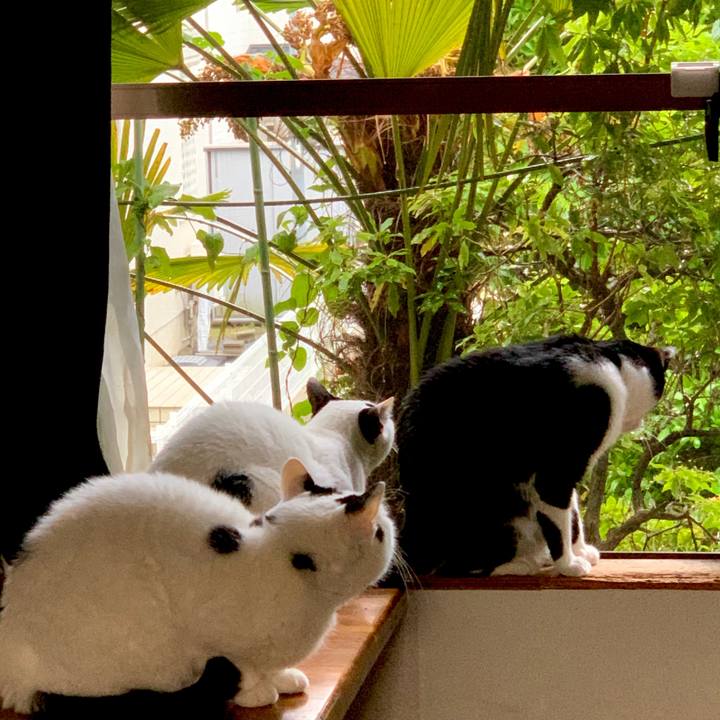 795af593 d60a 4c73 8f88 5828f32d957e 1589582274168