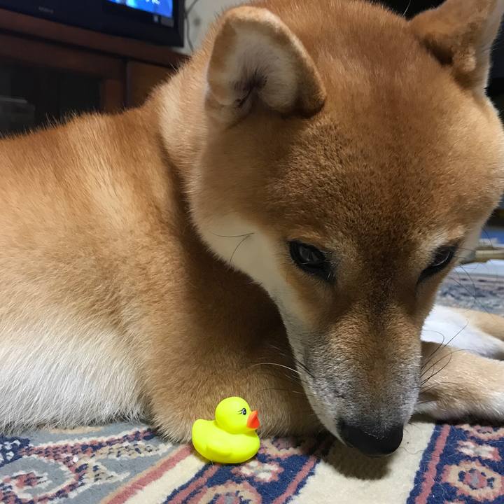 795cef15 05b4 4083 90df 77f8a4b5dbbe 1512045027522