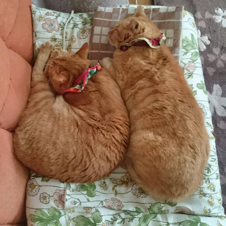 795eba0c 99df 4b68 b626 38139d0c1c16 1522940649275