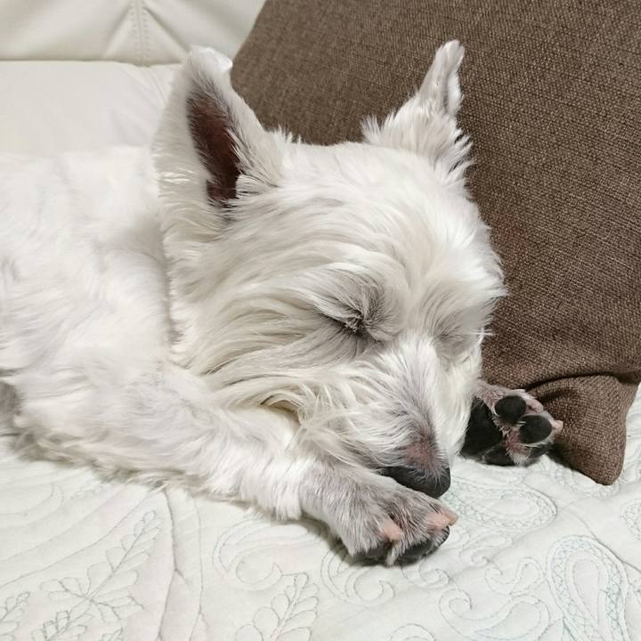 7962e72c 9379 4f59 be3d 1d63316897f4 1510479463645