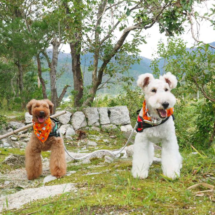 7964f019 771f 4037 93a2 acf428452297 1539037435807