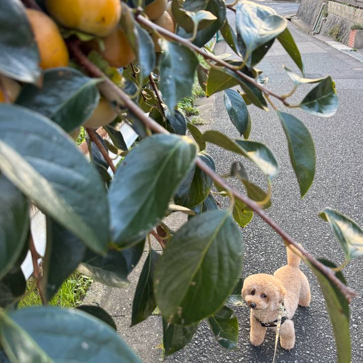 79692229 b32c 4d63 8b10 45537de1b484 1760956986189