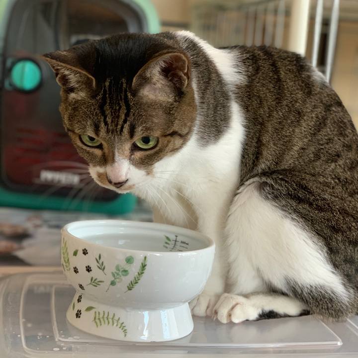 796b168c 0f4e 42de 9298 e492228803c8 1557017616166