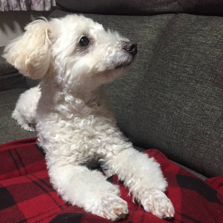 796effe0 e4d9 445b b1c8 c9698ec7721d 1515854937164