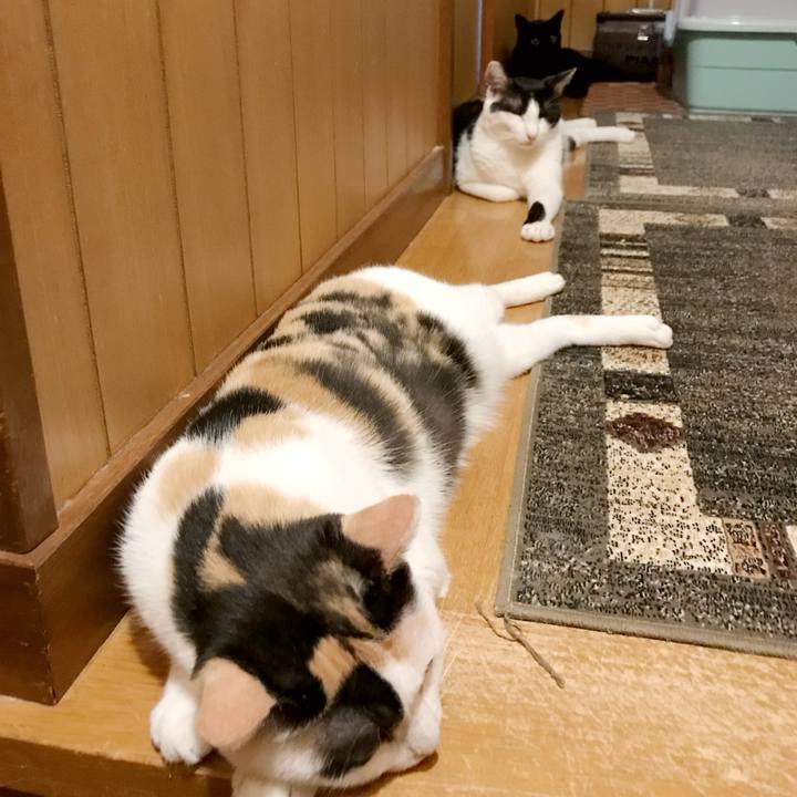 79714d7f f382 4a98 a38b 7fdc1813d306 1536850588912