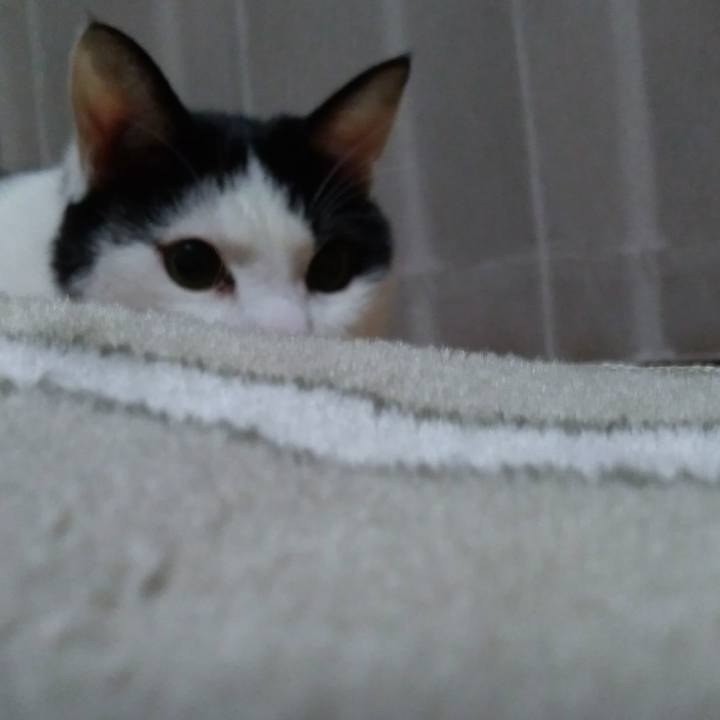 7974b924 f309 4e8c 963a bc590e3a4e97 1522584878733