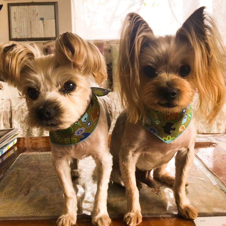 7975326b a011 407d 82c1 5f727d9821cb 1557908724592