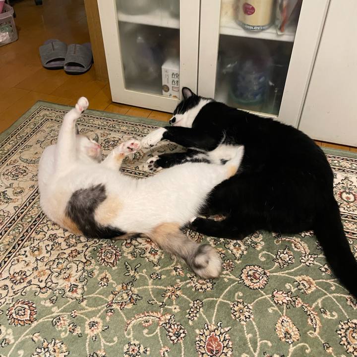 79758318 7dd5 41ca a3cb 5915274fec6d 1753701700241