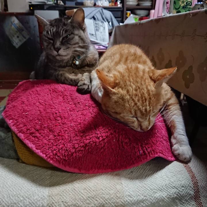 797a0316 c0ac 419c 8a3b 183998110a78 1555621547035