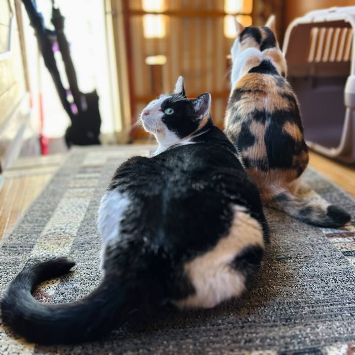 798216e0 37a8 4e70 890f d755591626f3 1703380116363