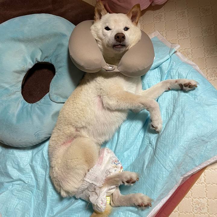 79831489 8fb8 46fc b31a bc6bd8cde69e 1667539386288