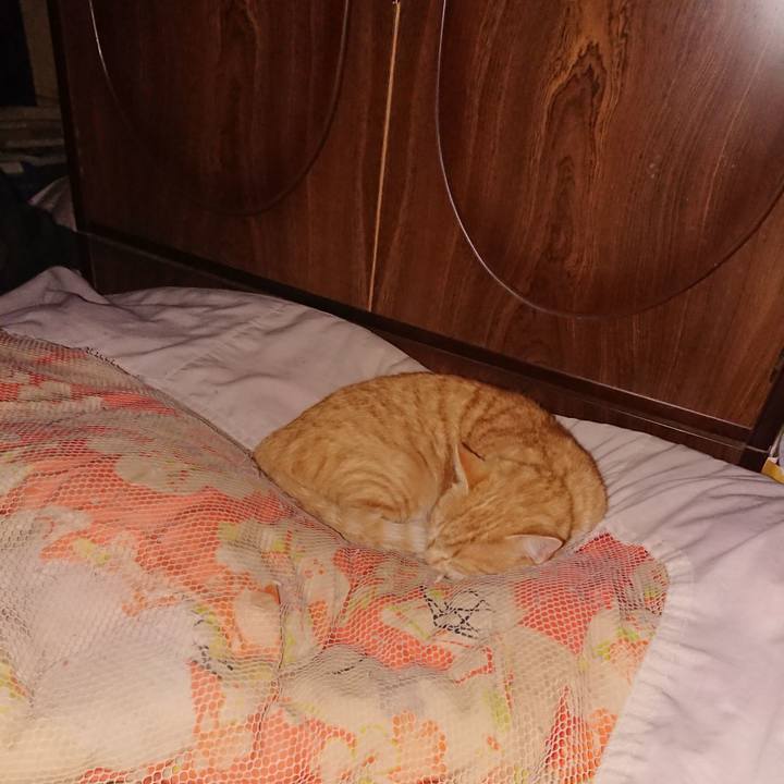 798332c8 3736 44fe b59a 5b4161fd05af 1585757625935