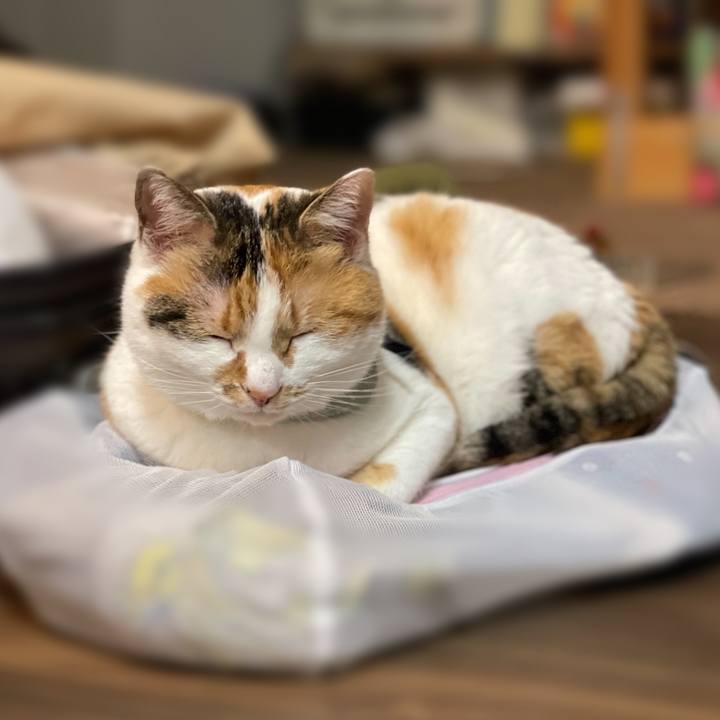 798410ac 64f8 44bd bb1a d6ea0cd39076 1676720174789