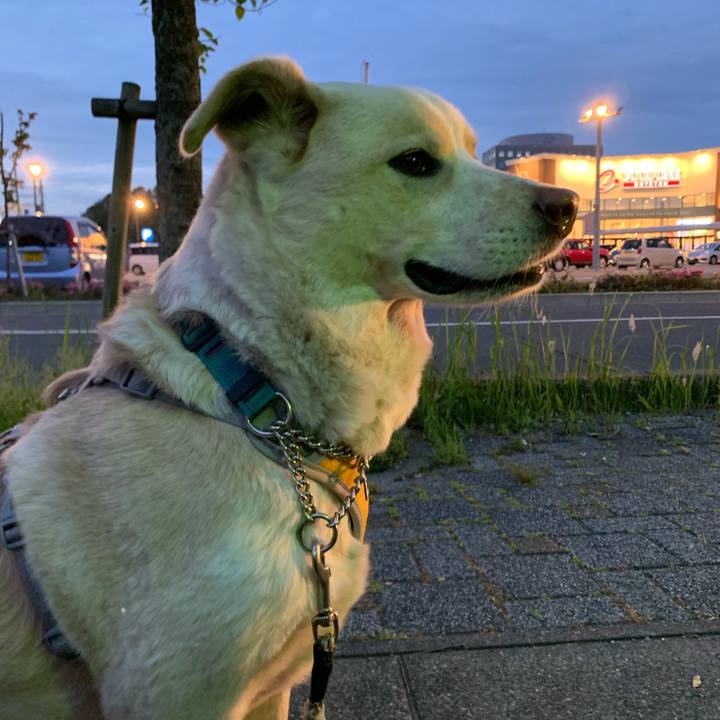 7985277e 0b41 4e8f 9c60 a2a0f3fb2bfd 1557395565194