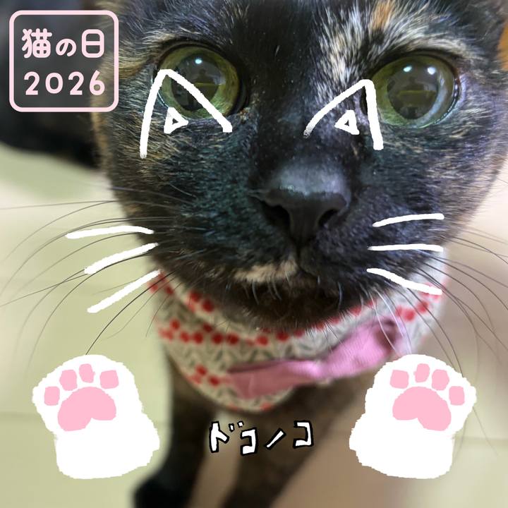 798c9292 0280 4a9e a9ec 98de3fda49cd 1771788120398